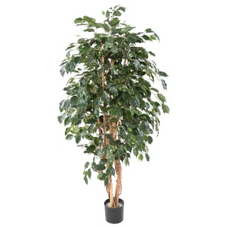 Künstlicher Ficus Exotica Baum, 180 cm, Grün
