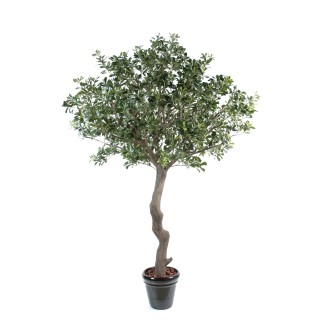 Künstlicher Pittosporum Baum 260cm Grün
