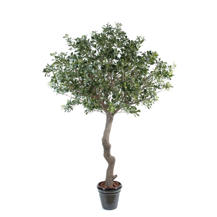 Künstlicher Pittosporum Baum 260cm Grün