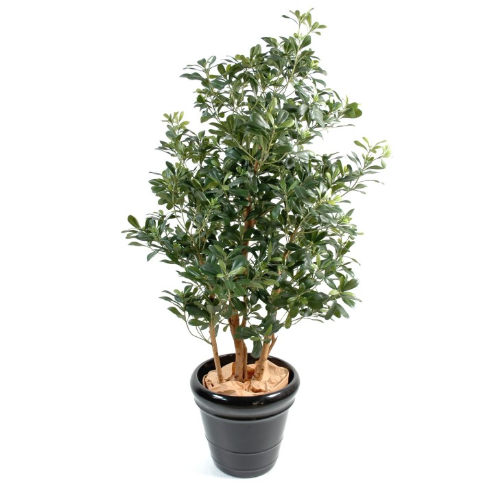 Künstlicher Pittosporum Baum - 150 cm - Grün