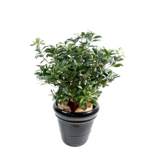 Kunst-Pittosporum-Busch, 80cm, Grün