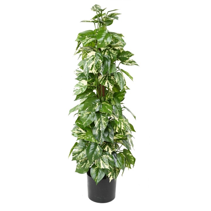 Künstlicher Pothos Baum 100cm - Leuchtend Grüne Blätter