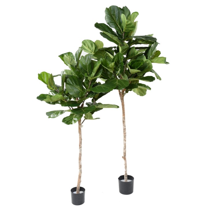 Künstlicher Ficus Lyrata Gummibaum, 215 cm, Grün