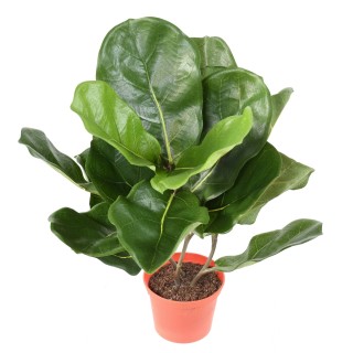 Künstlicher Ficus Lyrata, 44cm Hoch, Grün