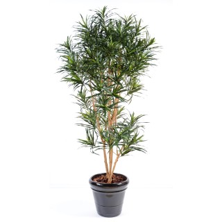 Künstliche Dracaena Anita 180cm Grün