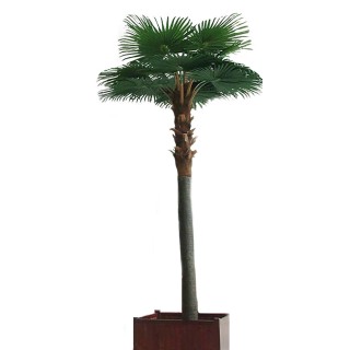 Künstlicher Kamerun-Palmenbaum UV-beständig 500cm Grün