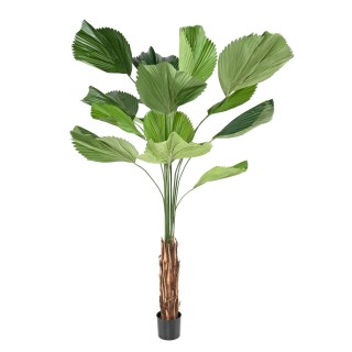 Künstliche Licuala Grandis Palme 205cm Grün