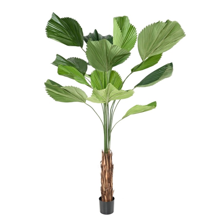 Künstliche Licuala Grandis Palme 205cm Grün