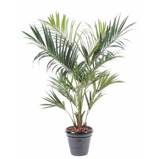 Elegante Kunst-Kentia-Palme 220cm Grün