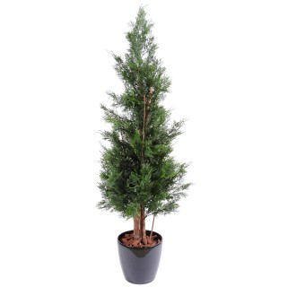 Premium Lawson-Zypressenbaum mit UV-Schutz 150cm - Langlebig Grün