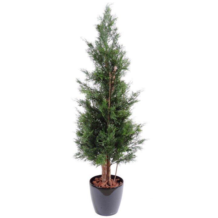 Premium Lawson-Zypressenbaum mit UV-Schutz 150cm - Langlebig Grün