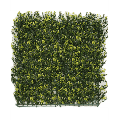 Buchsbaum Heckenpaneel Gelb 50x50 cm UV-Stabil