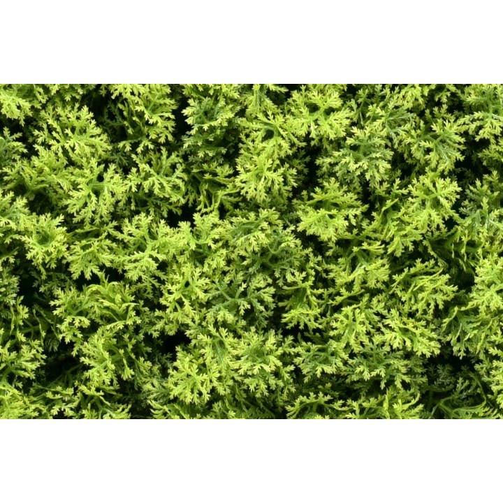 Marie Moos Kunsthecken-Paneel - 100x100cm