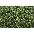 Kunsthecken-Paneel Leah Buxus 100x100cm