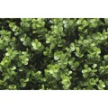Kunsthecken-Paneel Leah Buxus 100x100cm