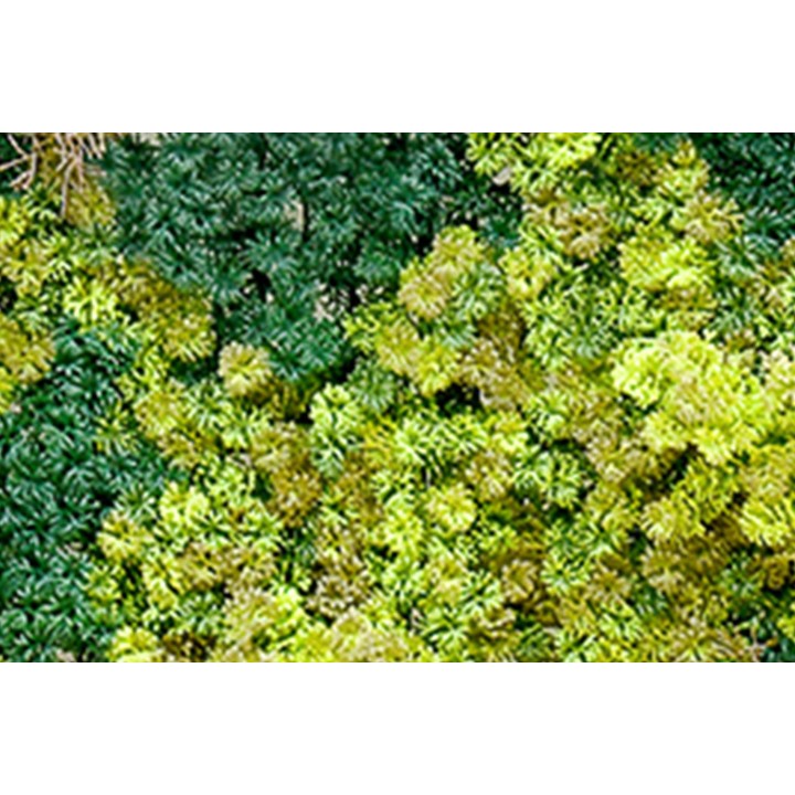 Abbey Moos Kunstpanel - 100x100cm