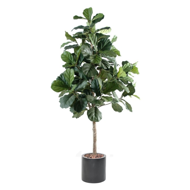 Exklusives Geigenfeigen-Arrangement Lyrata im Pflanztopf