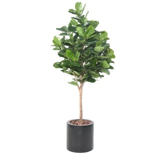 Künstliches Geigenfeigen-Arrangement Royal 195 cm im Topf