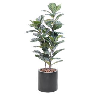 Exklusives Geigenfeigen-Arrangement in Stammform mit Pflanzgefäss