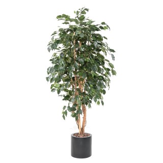 Ficus Exotica Arrangement im zylindrischen Topf