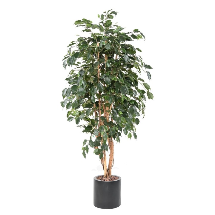 Ficus Exotica Arrangement im zylindrischen Topf