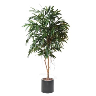Exklusives Kunstpflanzen-Arrangement Ficus Alii Royal mit Zylinder-Gefäss