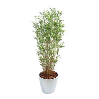 Exklusives Bambus-Arrangement mit mehreren Stämmen im runden Pflanztopf