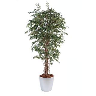 Ficus Rankpflanzen Arrangement mit rundem Topf, 190 cm