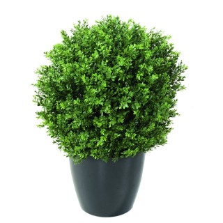 UV-beständiger Buchsbaum Kugel Red Day im eleganten Pflanzgefäss