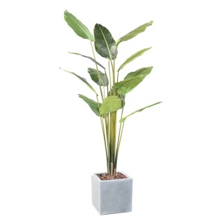 Elegantes Reisepalmen-Arrangement im quadratischen Topf