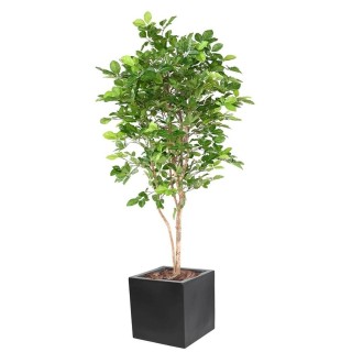 Künstlicher Buchenbaum Grandifolia Arrangement mit Pflanztopf