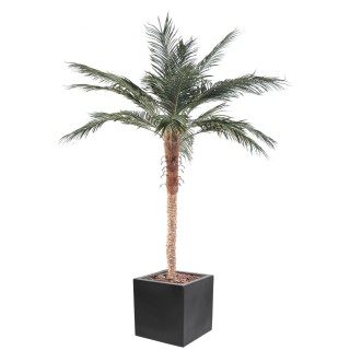 Künstliche Phoenixpalme – Elegantes Arrangement im Quadrat-Pflanzgefäss