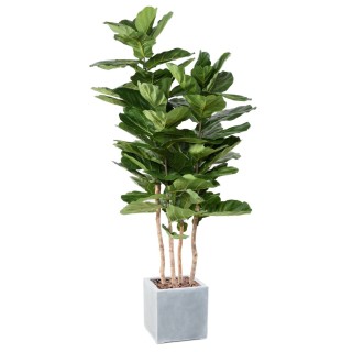 Künstliche Geigenfeige mehrstämmig im Luxus-Pflanzgefäss