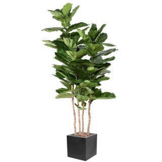 Premium Kunstpflanzen-Arrangement Geigenfeige mehrstaemmig im Pflanzgefaess