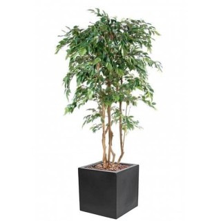 Ficus Natasja Mehrstämmig - Exklusives Kunstpflanzen-Arrangement im Topf