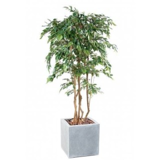 Ficus Natasja Kunstpflanze mehrstaemmig im Dekotopf