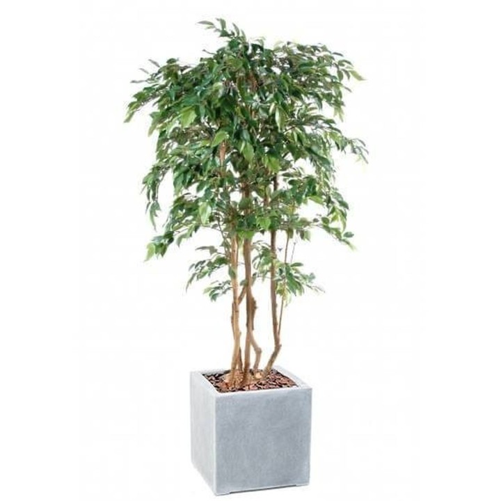 Ficus Natasja Kunstpflanze mehrstaemmig im Dekotopf