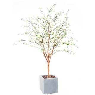 Exklusives Kirschbluetenbaum-Arrangement gross im Pflanzgefaess