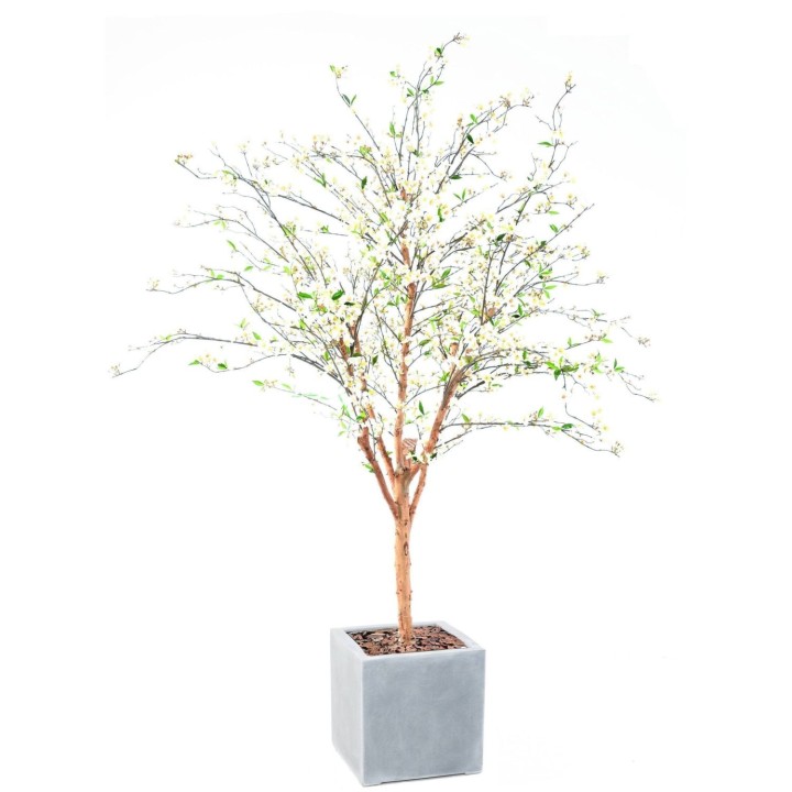 Exklusives Kirschbluetenbaum-Arrangement gross im Pflanzgefaess