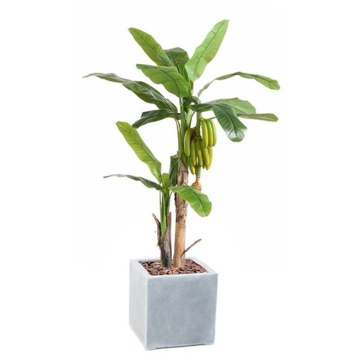Lebensechtes Bananenbaum-Arrangement mit Früchten im Pflanzgefäss