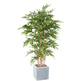 Bambus-Arrangement Exklusiv im quadratischen Pflanzgefaess