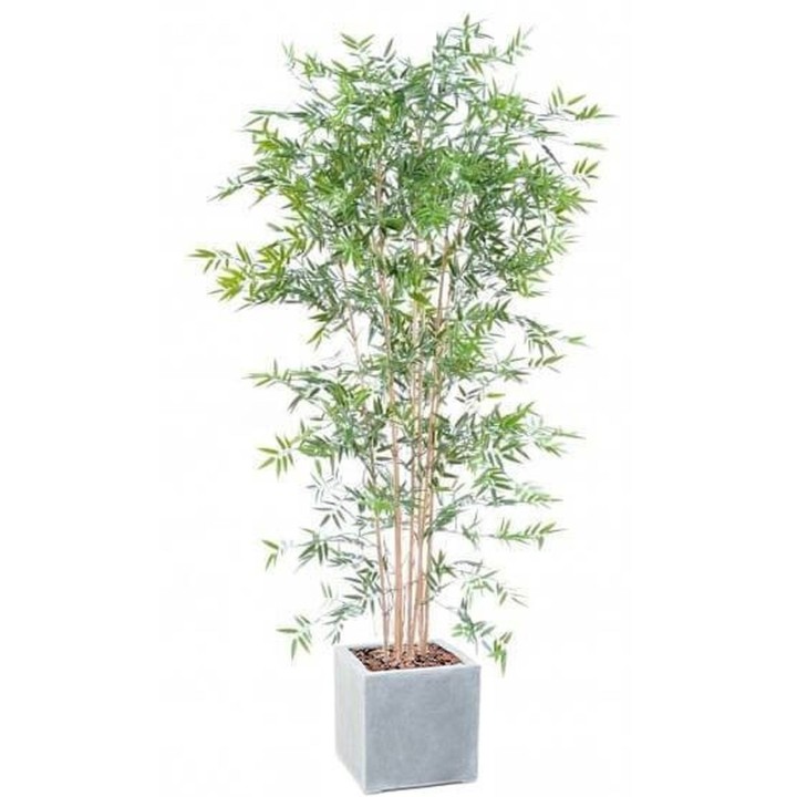 Japanischer Bambus UV-Schutz im quadratischen Pflanztopf Arrangement