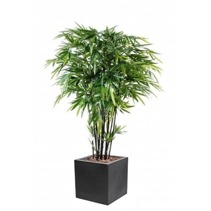 Exklusiver Kunst-Schwarzbambus im quadratischen Pflanztopf