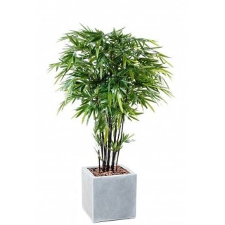 Hochwertiges Schwarzbambus-Arrangement im quadratischen Topf