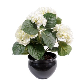 Dekorative Kunst-Hortensie, Weiss, 50cm