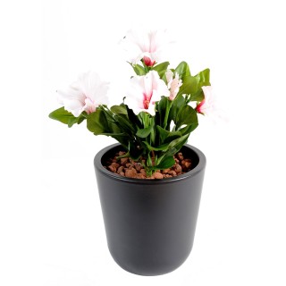 Künstliche Petunie Weiss-Rosa, 25cm