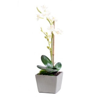 Exquisite Künstliche Phalaenopsis Orchidee – 37cm, Weiss im Topf