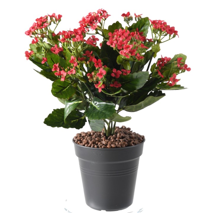 Kunst-Kalanchoe, Rot, 25 cm Hoch