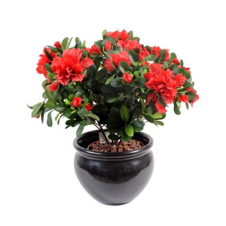 Künstliche Azalee 35cm Rot-Schwarz