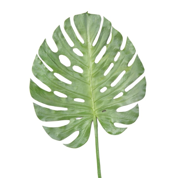 Künstlicher Monstera Blattzweig 120cm Grün
